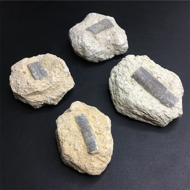 

Natural Wormtail Fossilized Mineral Specimens Feng Shui