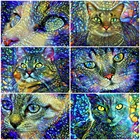 EverShine алмазная живопись, полная картина, Квадратный кот, алмазная вышивка своими руками, животное 5D картина стразы, мозаика, настенное искусство