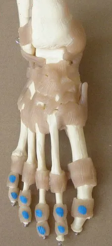 

1:1 Life Size Adult Human Foot Joint Bone Ligament Muscle Coloring Model Adult Foot Bone Model Medical Teaching Skeleton Model