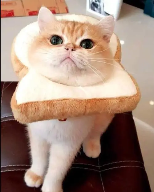 

Funny Pet puppy Cats Headwear Toast Headgear Cute slice of bread Headdresses Hats Dog Cat Cosplay Dressing Up Props