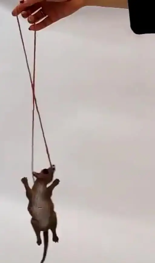 Счастливый Хэллоуин Фальшивая Кровавая Свинья Вид Животного Колье с Подвеской Летучая Мышь Крыса Паук Страшные Подделки Привидение Декор для Висячего Дома.