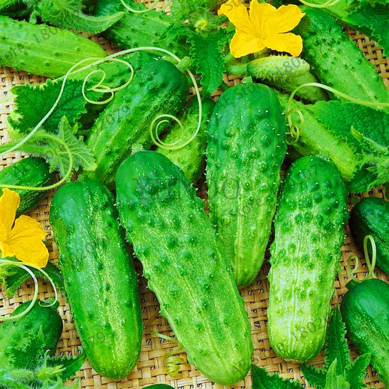 Горячая Распродажа! 100 шт огурец бонсай японский Мини огурец растительный завод органические NO-GMO Флорес для домашнего сада,# GC85TQ
