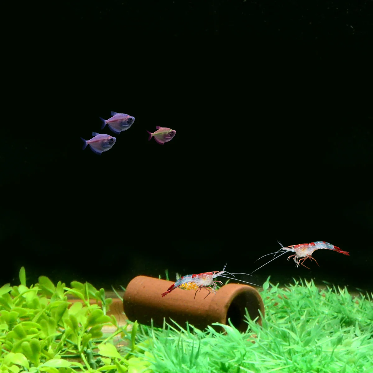 Саим аквариумное украшение керамическая цилиндрическая навес для креветок