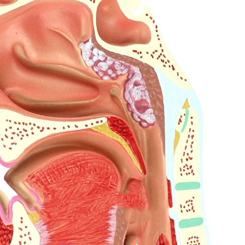 

Human Anatomical Nasal Cavity Throat Anatomy Model For Science Classroom Study Display Teaching Model