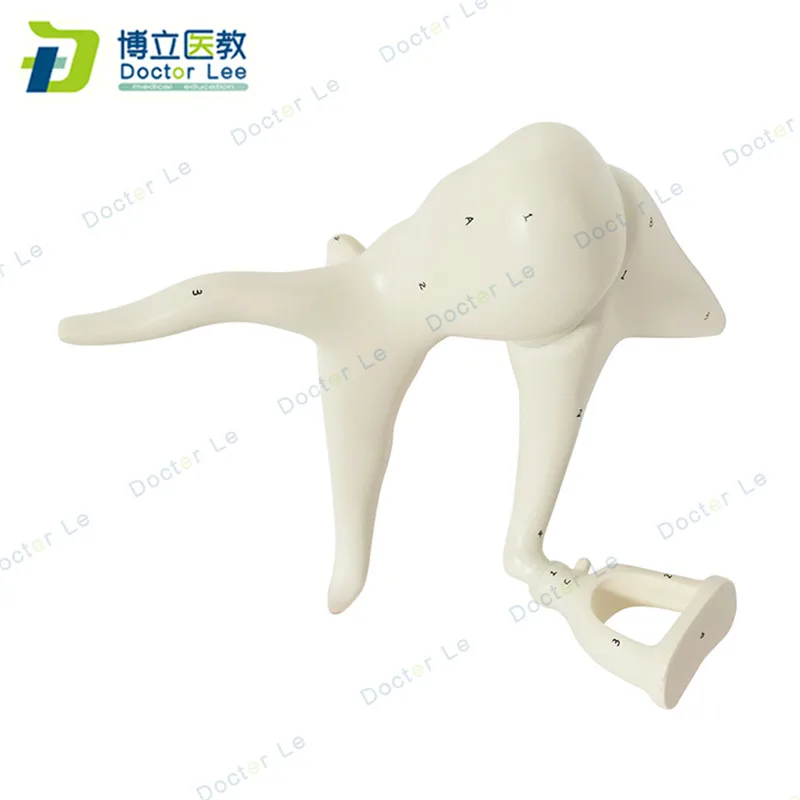 Human ear bones anatomy modle enlarged model of ossicle for medical teaching and learning | Канцтовары для офиса и дома