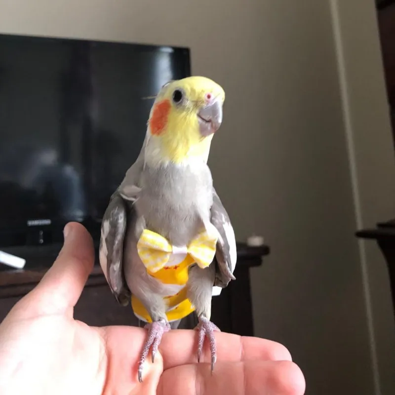 Регулируемая Веревка для питомцев летающая одежда попугаев товары голубей и