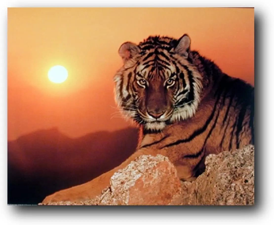 

Wild Tiger at Sunset Wildlife Animal Wall Decor Art Print Poster