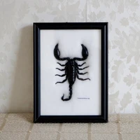 real insect specimen thai scorpion specimen childrens popular science textbook gift photo frame ornament home decore