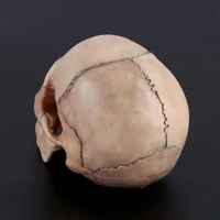 2021 new 15pcsset 4d disassembled skull anatomical model detachable teaching tool