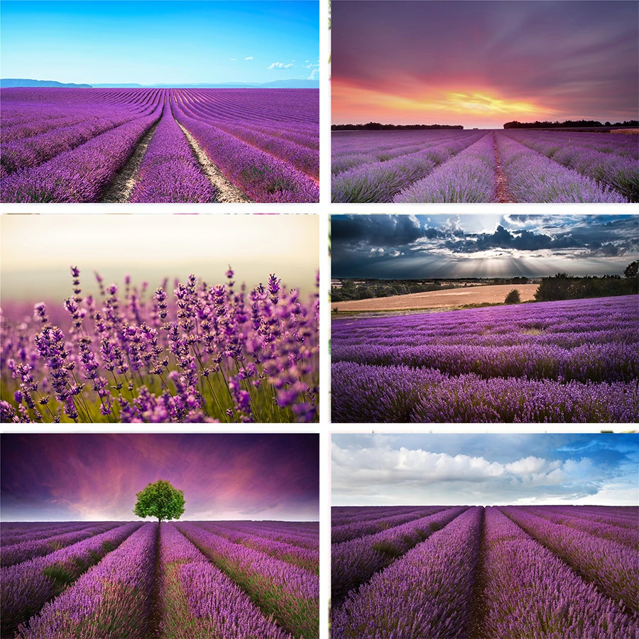 Nitree Лаванда цветок море кусада Солнечный свет закат светящийся природный пейзаж