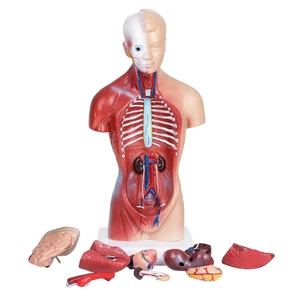Тела туловища человека модель анатомия, анатомический внутренние органы научно-обучение в школе