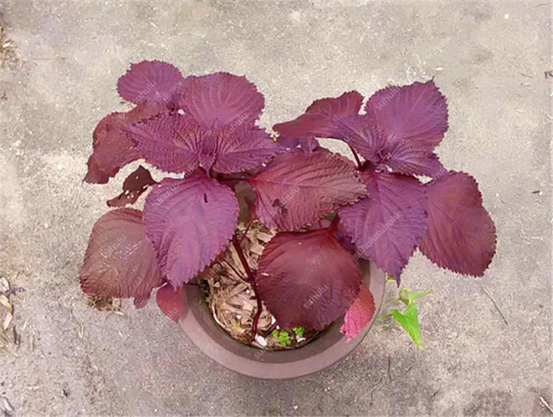 Распродажа! 100 шт Искусственный базилик|Декор места обитания| |