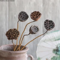 5pcs dried bonsai decor seedpod of lotus real plants flowers dried flower lotus pods with stems free shipping