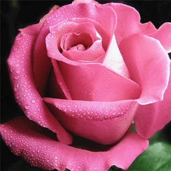 flower 4039 AZQSD Алмазная Вышивка Цветы ручная работа алмазная картина Роза картина Стразы Алмазная мозаика домашний декор ремесла подарок - Цвет: flower 4039