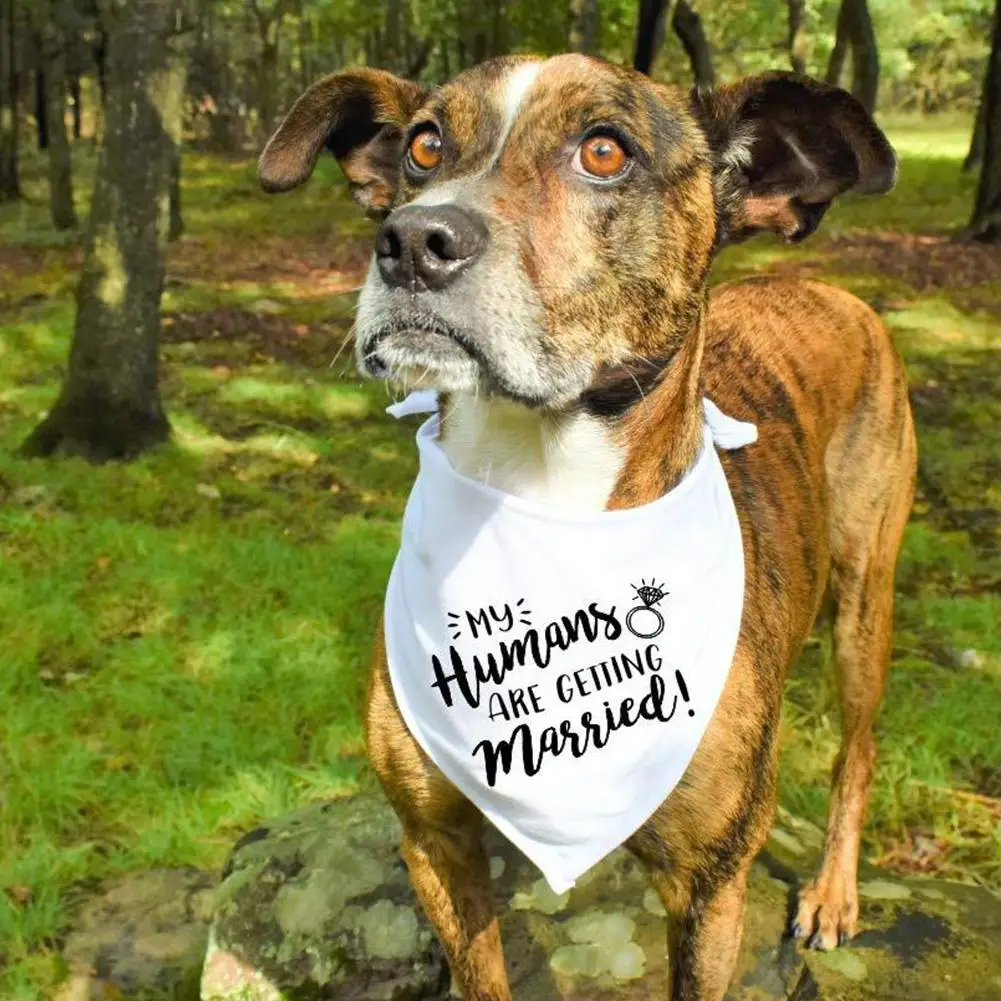 Бандана для собаки шарф питомца с буквенным принтом кошек треугольные