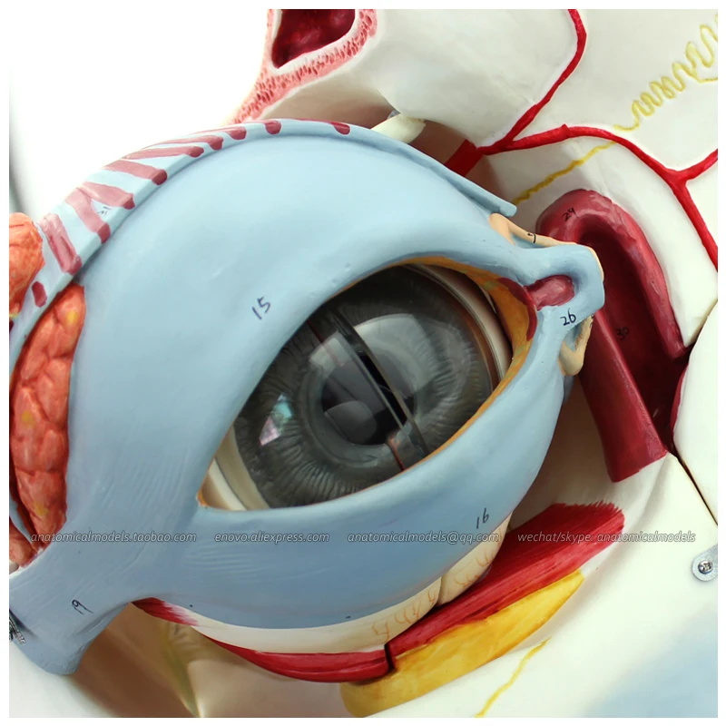 12528/Анатомия человеческого глазного яблока и орбиты с сосудами нервами