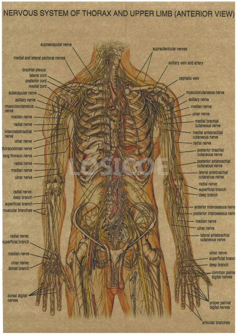 Винтажная медицина плакаты с анатомией человека крафт бумага картина стикер на