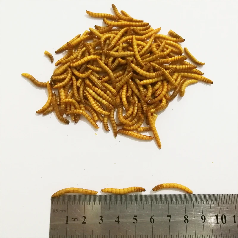 Ant Food 10g/50g Freeze-dried Mealworm Nutritious Protein Farm Accessories Anthill Workshop Pet Hamster Fish Bird Snack | Дом и сад