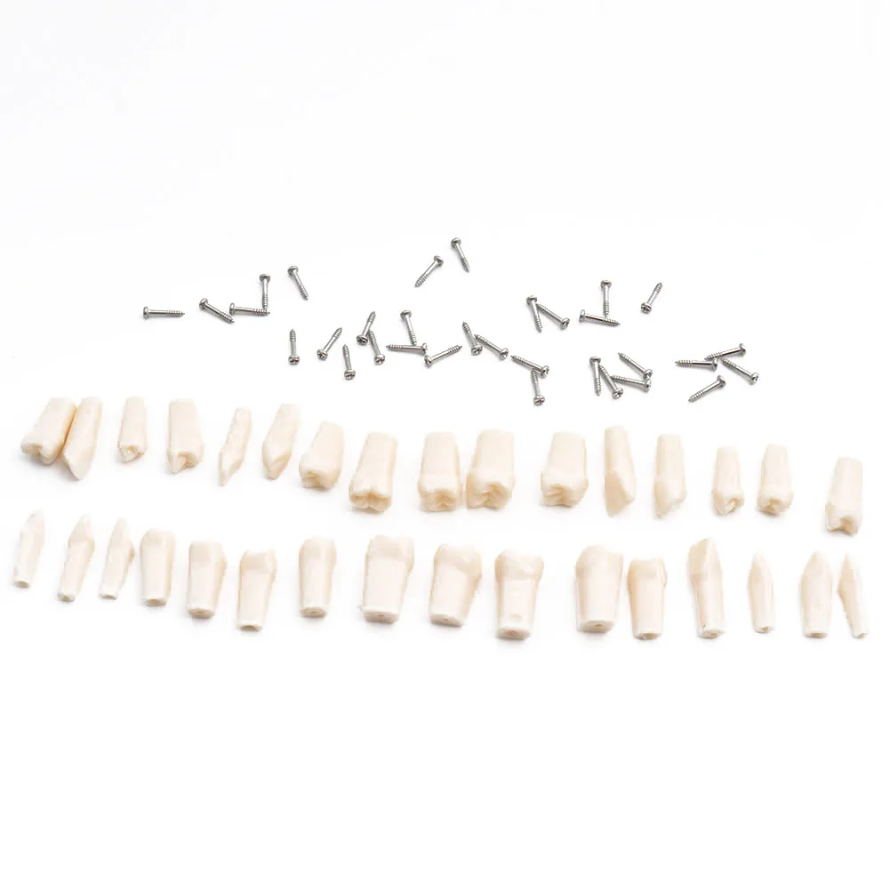 Зубная модель обучающая зубная стандартная с 32 винтовыми зубцами