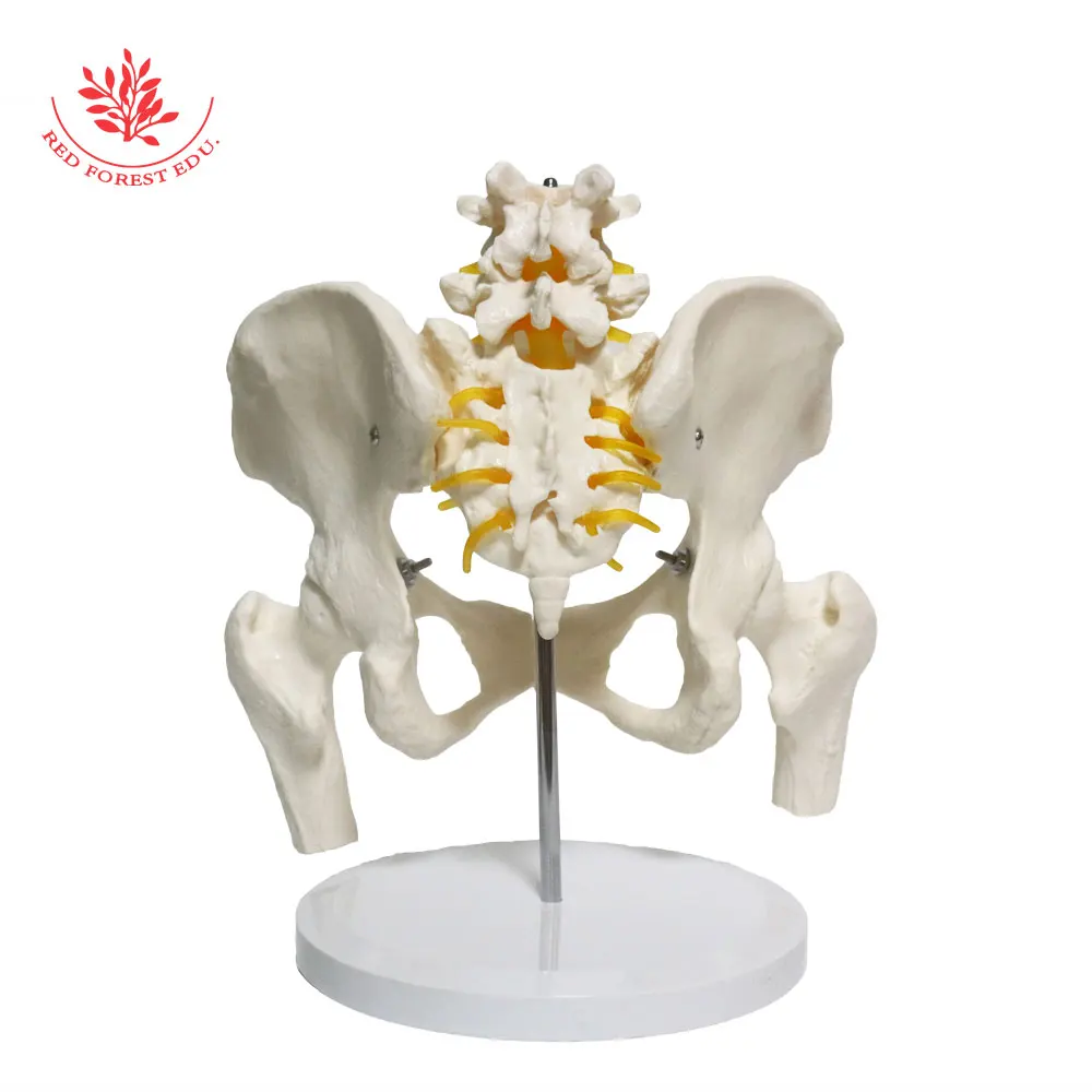 Тазовая модель из ПВХ в натуральную величину 2 Поясничный вертебер женский