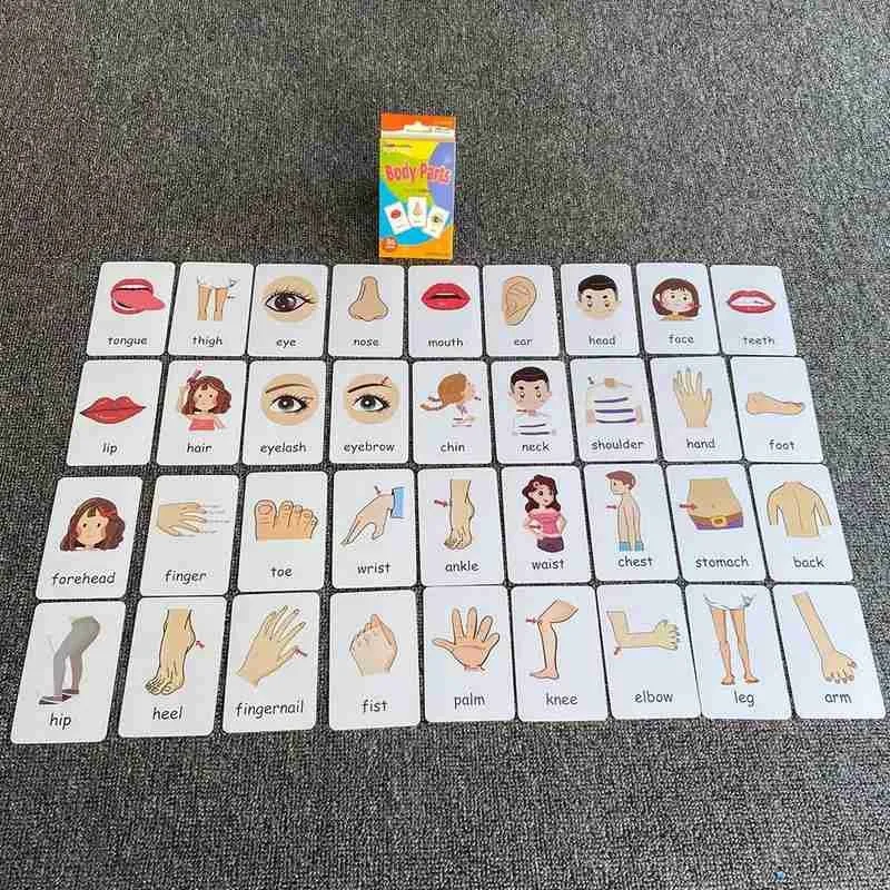 

36pcs Early Childhood Education Card Teaching Aids Color Animal Time Organ Recognition Card Children's Creative Educational Toys