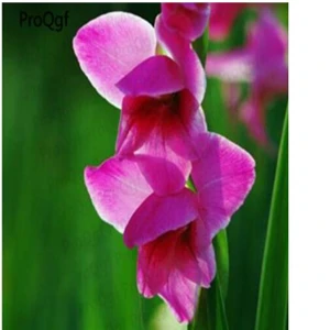 16 Ngryise 10 шт набор Vaniot Houtt gladiolus лампочка - Цвет: 16