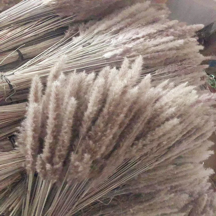30 шт. Натуральные Сушеные Pampas трава Phragmites Communis Reed завод свадебный цветок букет