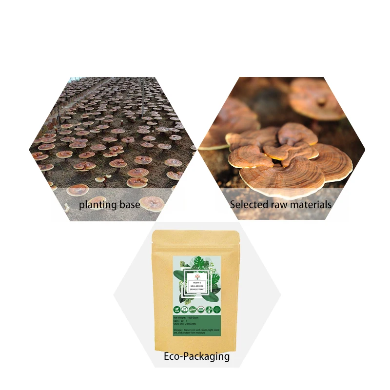 Высококачественный 100% органический экстракт грибов Красного Рейши ганодермы