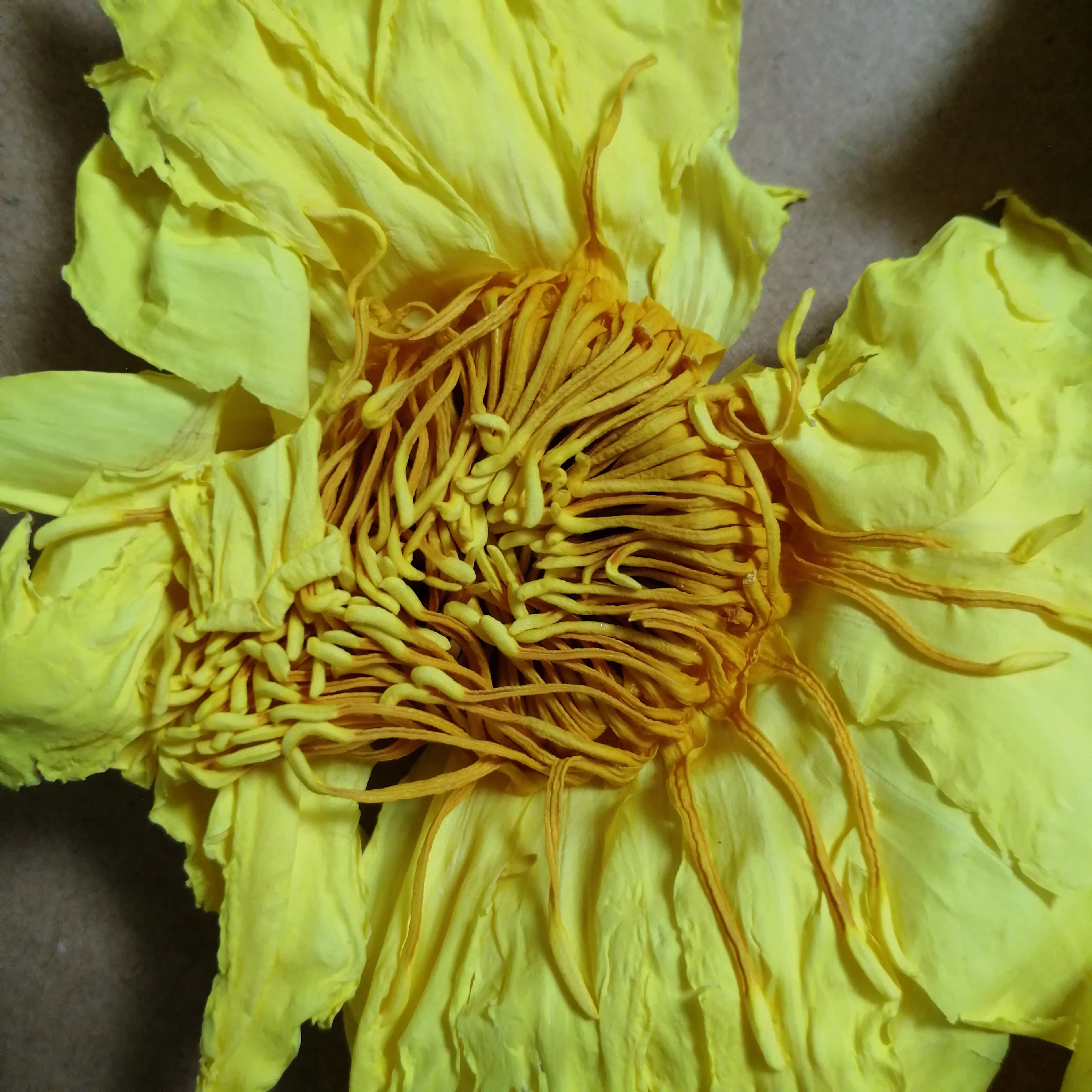 

50g/100g Natural Dried Organic yellow Lotus Dried Whole Blooming Flower Nymphaea Caerulea