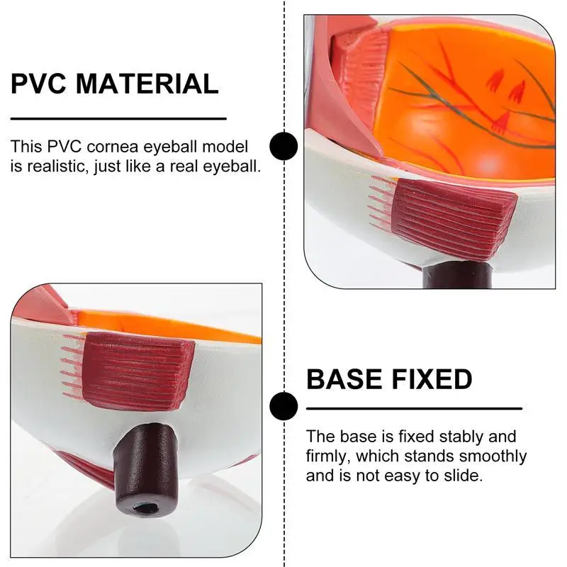 Демонстрационный набор для демонстрации болезни глаз от роговицы | Канцтовары
