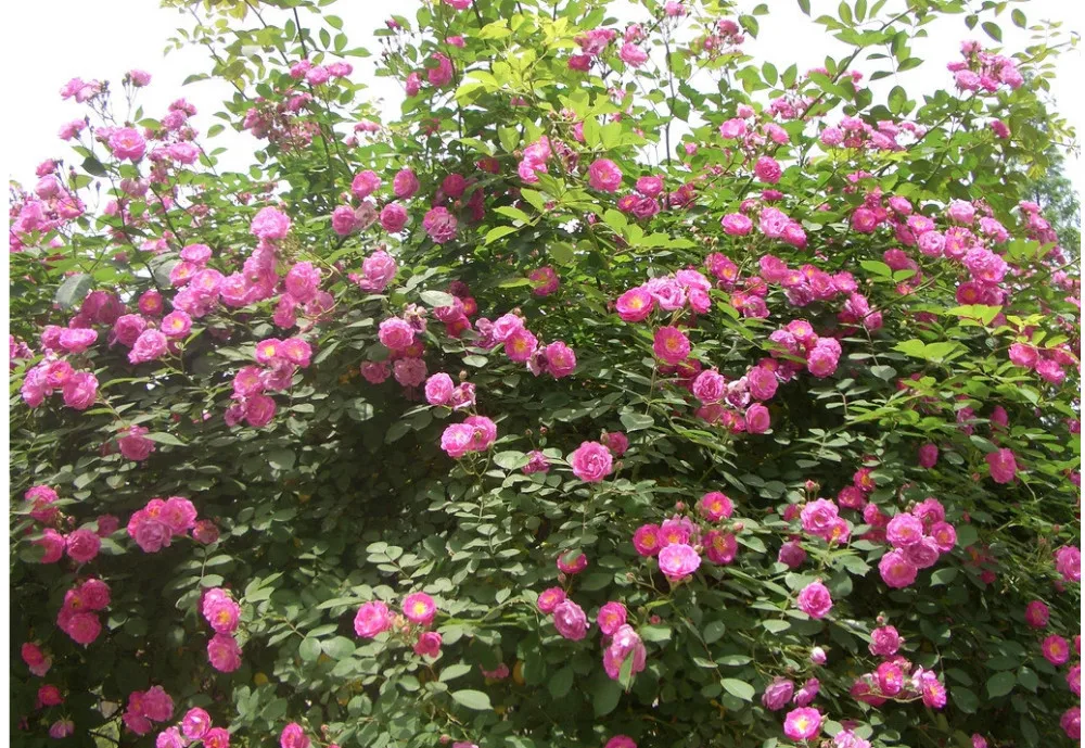 Rosa, альпинизма, растения, polyantha Rose, платье с цветочным узором в китайском карликовые деревья, альпинизма, розы, сад, 200 шт./пакет