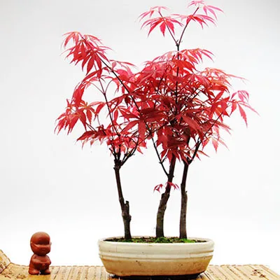 30 клен искусственный газон Декор|Цветочные горшки и кадки| |