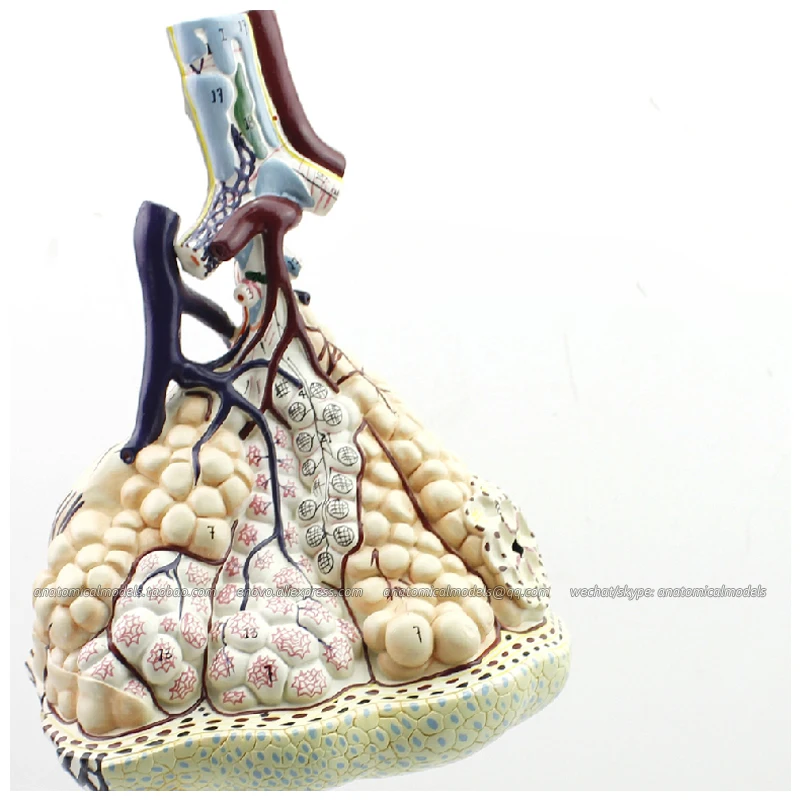 12504/увеличенная модель медицинской анатомии Lobule и Alveolus из легких образовательные