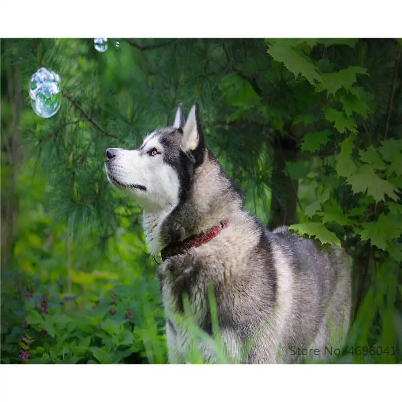 Раскрашивание по номерам рамки домашний декор картины Животное украшение