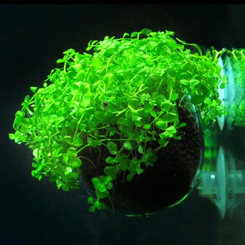 Принадлежности для рыб и водных домашних животных чашка культивирования горшок