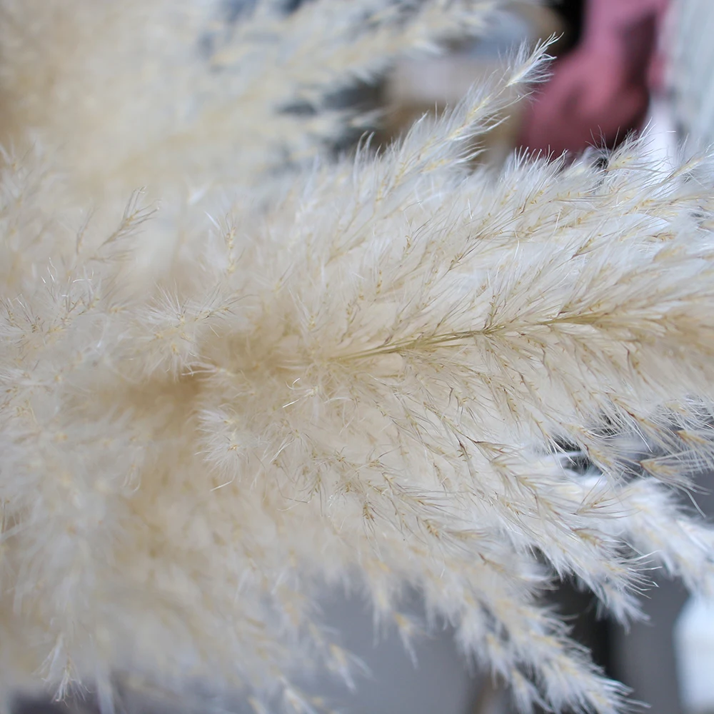 80cm natural big pampas grass fluffy reed dried flowers bouquet large pampas wedding flowers decor home christmas decoration free global shipping