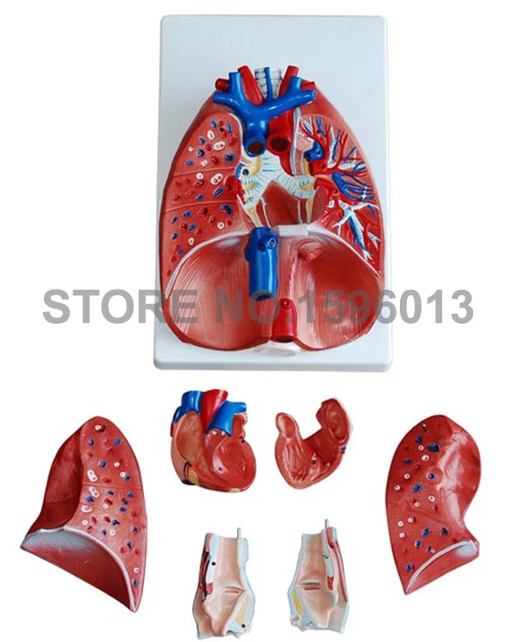 Модель легких из 7 частей с ларинксом и сердцем модель анатомического сердца