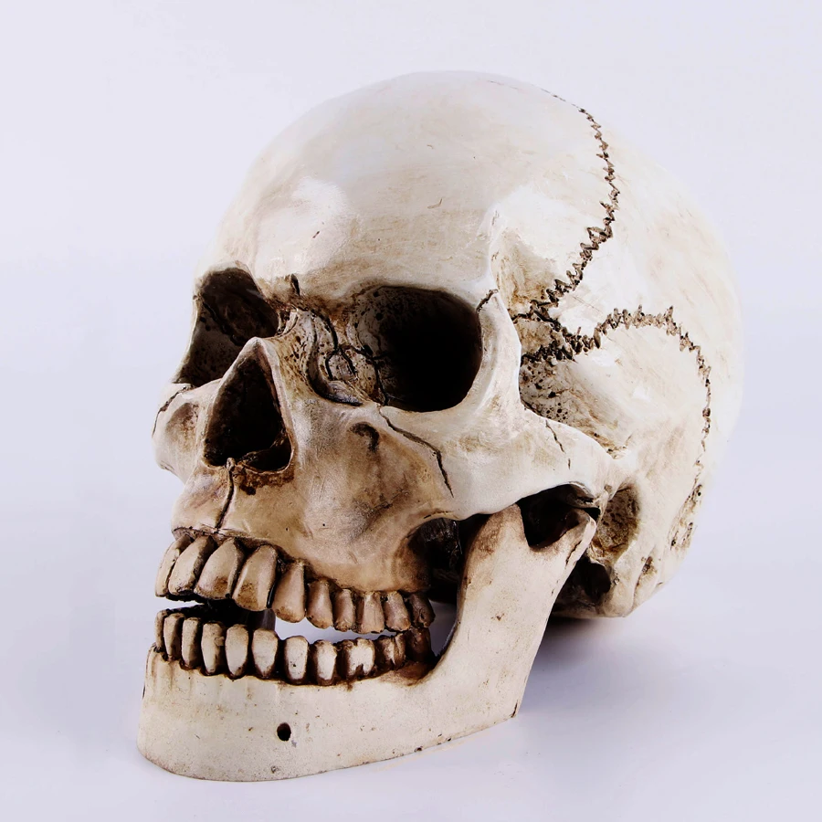 Голова человека в масштабе 1:1 размер взрослых копия черепа из смолы медицинская