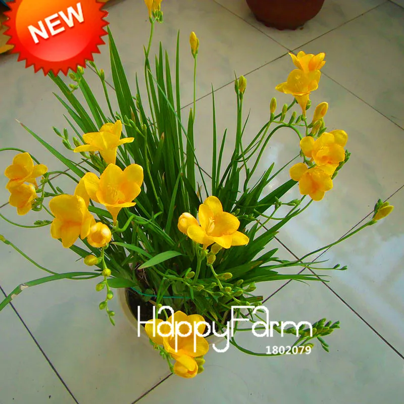 Бонсай Freesias великолепный сад красочные ароматные Цветочные растения Орхидея Флорес идеальные Цветочные Планты 100 Плант/упаковка