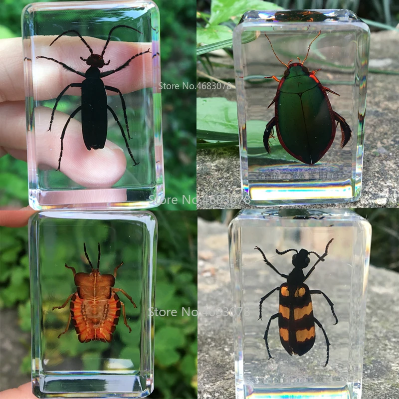 Образец насекомых личинка в прозрачной смоле обучающий инструмент для изучения