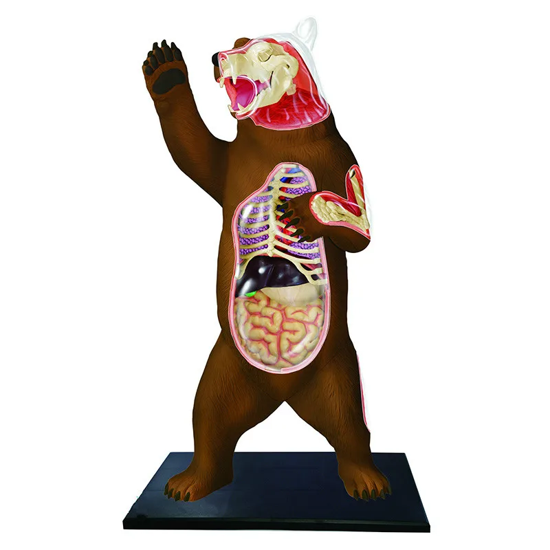 

Puzzle assembling toy simulation animal biology black bear organ anatomy medical teaching model
