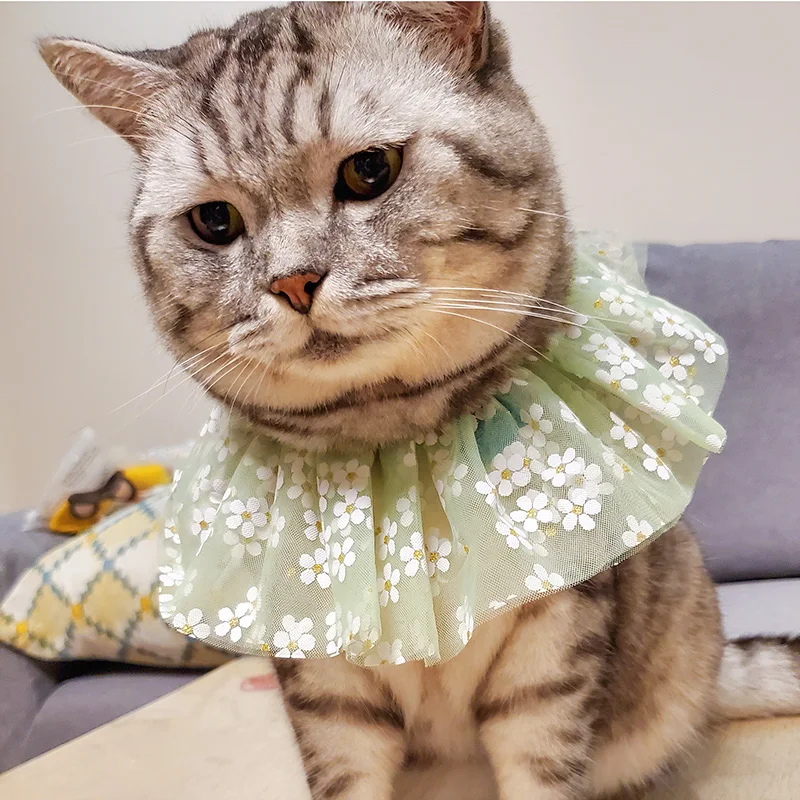 PETCIRCLE одежда с принтом в виде собак красочная пряжа нагрудник подходит маленькая