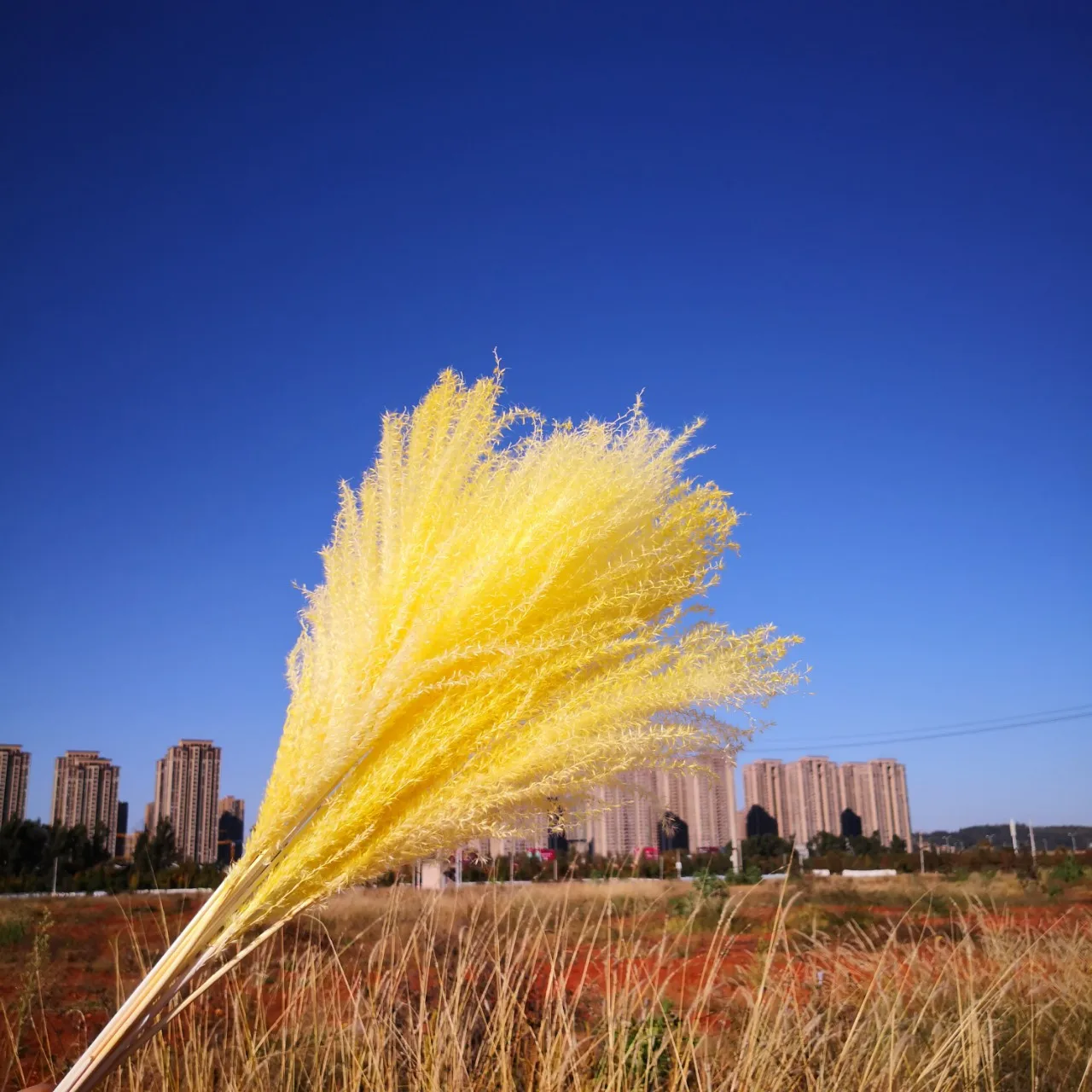 

10Pcs/Bouquet Flores Secas Natural Fluffy Small Preserved Pampas Grass Dried Flowers Party Weddings Horsetail Whisk Wholesale