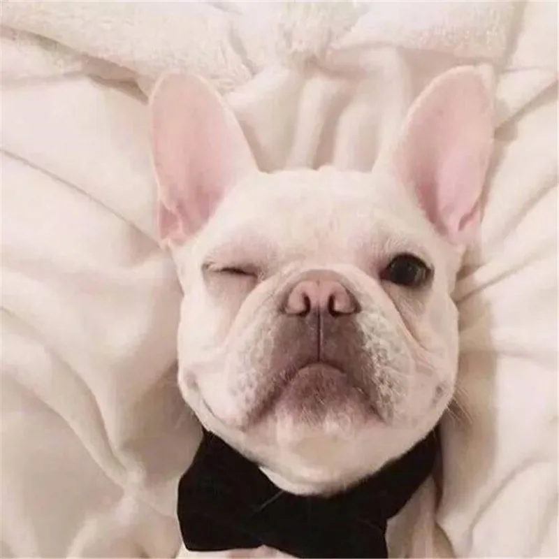 Белый Бульдог полная дрель Алмазная картина 2020 Новый Многоцветный Круглый алмаз