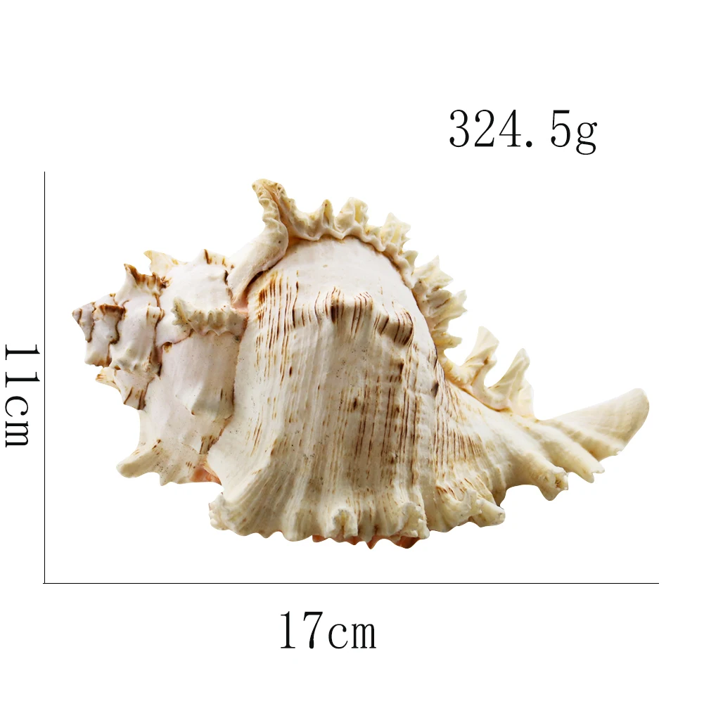 

Rare Natural Thousand Hand Snail Conch Seashell Nautical Home Decor Aquarium Landscape Kirin Conch Collectibles Mediterranean