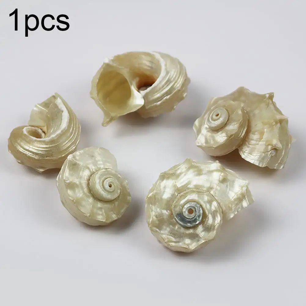 

Natural Conch Large Snails Aquarium Landscaping Mediterranean Shells Decorative Seashell Sea Natural Large Shells 3-5cm 1pcs