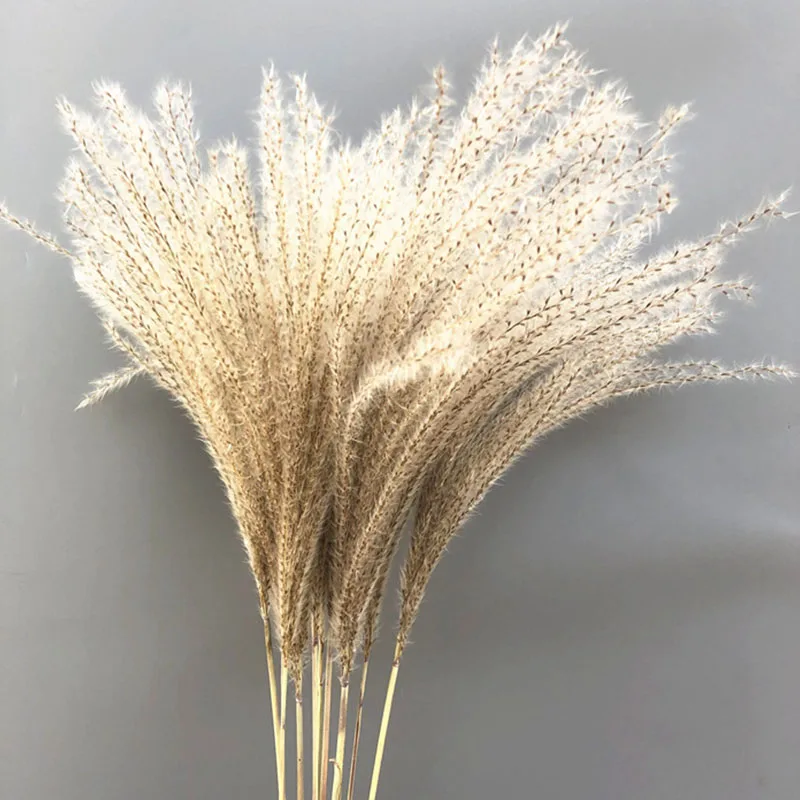 

Natural Dried Small Pampas Grass Decor Real Wedding Flower Home Ornament Dried Flowers Natural Plant Pampas Bouquet Decor