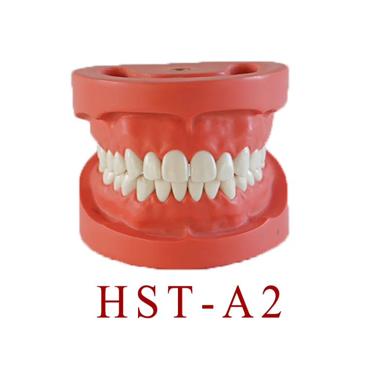 

28pcs teeth Dental educational model Standard Model with Hard Gum and FE Articulator for Dental education