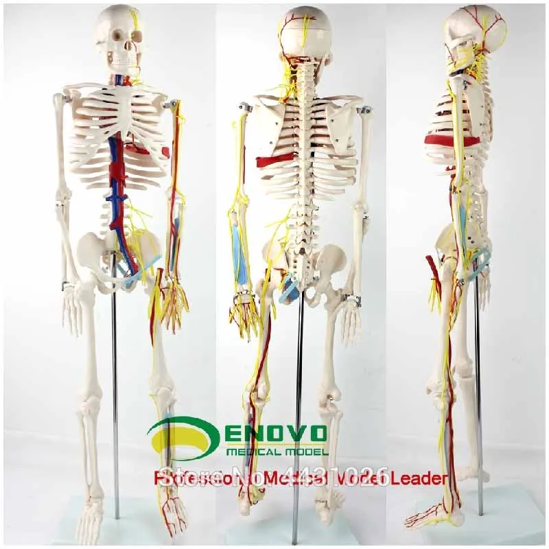 ENOVO Medical 85CM human.skeleton heart blood vessel nerve model small needle scalpel human.skeleton model