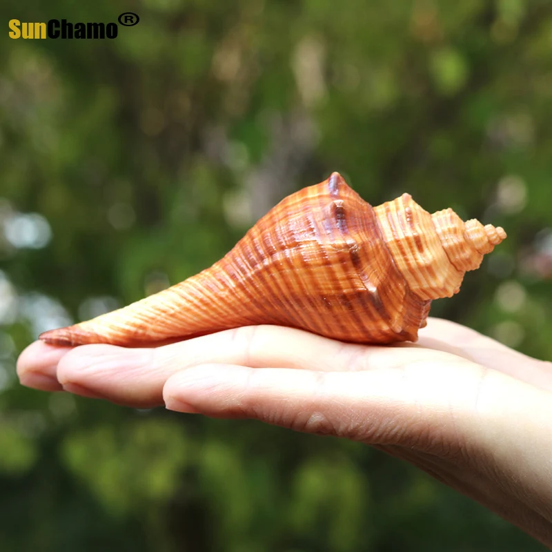 Новинка модное украшение для аквариума из натуральных ракушек красная морская